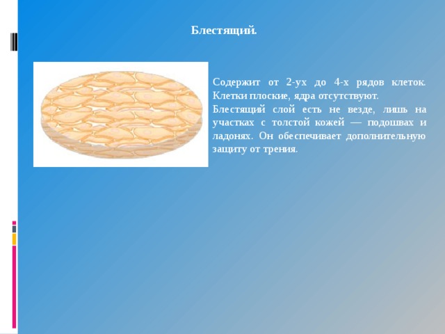 Блестящий. Содержит от 2-ух до 4-х рядов клеток. Клетки плоские, ядра отсутствуют. Блестящий слой есть не везде, лишь на участках с толстой кожей — подошвах и ладонях. Он обеспечивает дополнительную защиту от трения. 