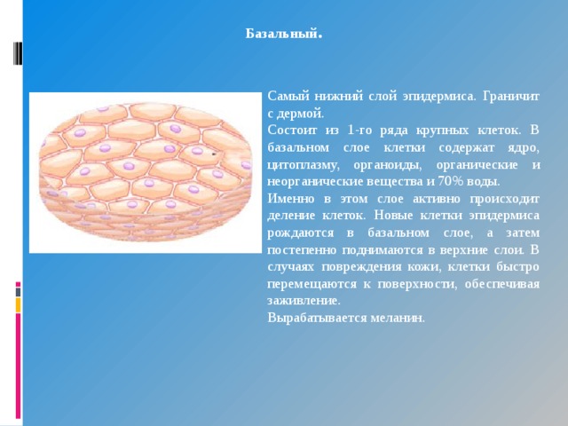 Организмы клетки которых не содержат ядро