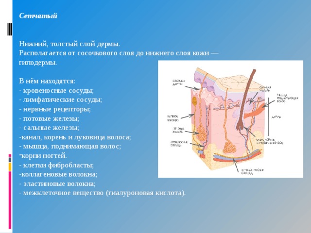 Сетчатый  Нижний, толстый слой дермы. Располагается от сосочкового слоя до нижнего слоя кожи — гиподермы. В нём находятся: - кровеносные сосуды; - лимфатические сосуды; - нервные рецепторы; - потовые железы; - сальные железы; -канал, корень и луковица волоса; - мышца, поднимающая волос; корни ногтей. - клетки фибробласты; -коллагеновые волокна; - эластиновые волокна; - межклеточное вещество (гиалуроновая кислота). 