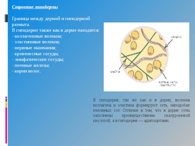 Строение гиподермы  Граница между дермой и гиподермой размыта. В гиподерме также как в дерме находятся: - коллагеновые волокна; - эластиновые волокна; - нервные окончания; - кровеносные сосуды; - лимфатические сосуды; - потовые железы; - корни волос. В гиподерме, так же как и в дерме, волокна коллагена и эластина формируют сеть, наподобие пчелиных сот. Отличие в том, что в дерме соты заполнены преимущественно гиалуроновой кислотой, а в гиподерме — адипоцитами. 