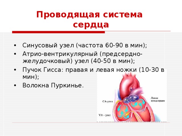 Проводящая система  сердца Синусовый узел (частота 60-90 в мин); Атрио-вентрикулярный (предсердно-желудочковый) узел (40-50 в мин); Пучок Гисса: правая и левая ножки (10-30 в мин); Волокна Пуркинье. 