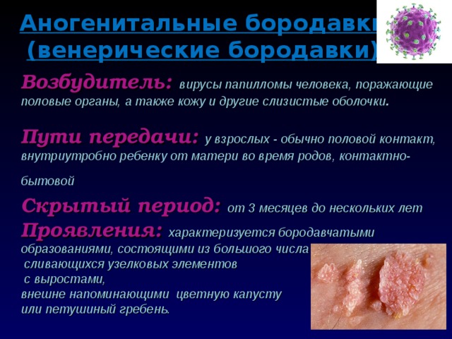 Аногенитальные бородавки  (венерические бородавки) Возбудитель:  вирусы папилломы человека, поражающие половые органы, а также кожу и другие слизистые оболочки .  Пути передачи: у взрослых - обычно половой контакт, внутриутробно ребенку от матери во время родов, контактно-бытовой  Скрытый период:  от 3 месяцев до нескольких лет Проявления: характеризуется бородавчатыми образованиями, состоящими из большого числа  сливающихся узелковых элементов  с выростами,  внешне напоминающими цветную капусту  или петушиный гребень.  
