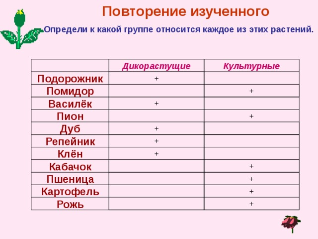 Повторение изученного Определи к какой группе относится каждое из этих растений.  Культурные Дикорастущие + Подорожник Помидор + Василёк + + Пион + Дуб Репейник + + Клён + Кабачок Пшеница + Картофель + + Рожь 