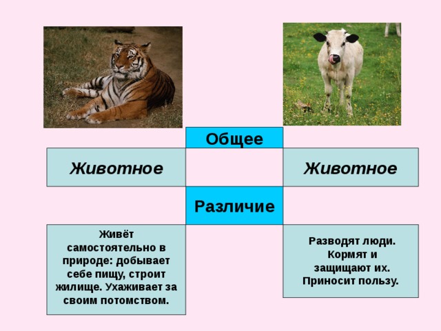 Дикие домашние животные 2 класс окружающий. Различие диких и домашних животных. Сходства и различия домашних и диких животных. Что общего между дикими и домашними животными. Животные и звери в чем отличие.