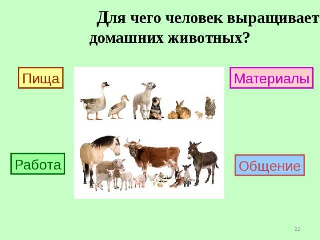 Приведи примеры разного использования человеком домашних животных