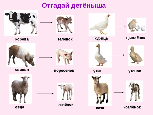 Отгадай детёныша цыплёнок курица корова телёнок свинья поросёнок утка утёнок ягнёнок козлёнок овца коза 