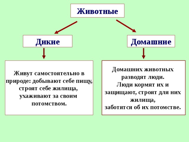 Животные Дикие Домашние Живут самостоятельно в  природе: добывают себе пищу, строят себе жилища, ухаживают за своим потомством. Домашних животных разводят люди. Люди кормят их и защищают, строят для них жилища, заботятся об их потомстве.  