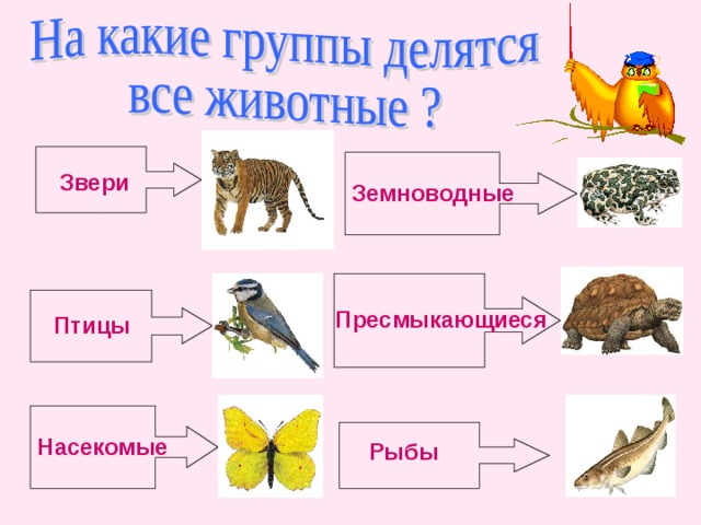 8.2. приведите по три примера животных, относящихся к …