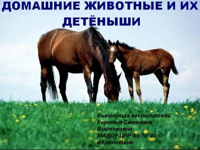 Выполнила воспитатель Коротья Светлана Викторовна  МАДОУ ЦРР д/с № 14  г.Кропоткин 