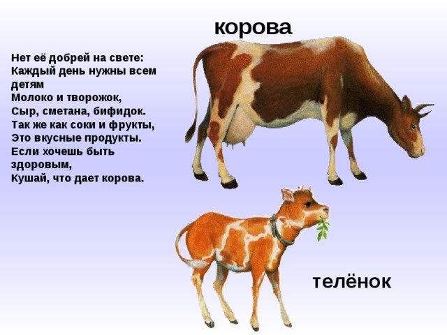 корова   Нет её добрей на свете:  Каждый день нужны всем детям  Молоко и творожок,  Сыр, сметана, бифидок.  Так же как соки и фрукты,  Это вкусные продукты.  Если хочешь быть здоровым,  Кушай, что дает корова. телёнок 