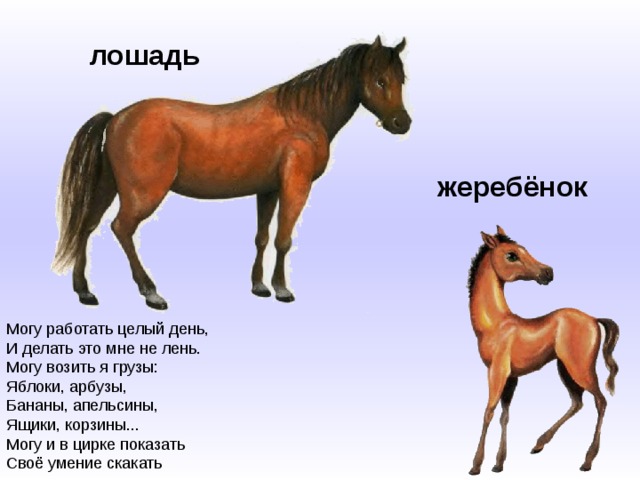лошадь жеребёнок Могу работать целый день,  И делать это мне не лень.  Могу возить я грузы:  Яблоки, арбузы,  Бананы, апельсины,  Ящики, корзины...  Могу и в цирке показать  Своё умение скакать 