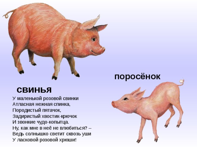 поросёнок свинья У маленькой розовой свинки  Атласная нежная спинка,  Породистый пятачок,  Задиристый хвостик-крючок  И звонкие чудо-копытца.  Ну, как мне в неё не влюбиться? –  Ведь солнышко светит сквозь уши  У ласковой розовой хрюши! 