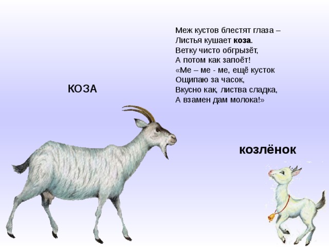 Меж кустов блестят глаза –   Листья кушает  коза .   Ветку чисто обгрызёт,   А потом как запоёт!   «Ме – ме - ме, ещё кусток   Ощипаю за часок,   Вкусно как, листва сладка,   А взамен дам молока!» КОЗА козлёнок 
