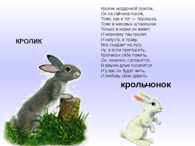 Кролик мордочкой пригож,  Он на зайчика похож,  Тоже, как и тот — трусишка,  Тоже в меховых штанишках.  Только в норке он живет,  И морковку там грызет,  И капусту, и траву,  Все съедает на лугу.  Ну, а если пригласить,  Кролика к себе пожить,  Он, конечно, согласится,  В вашем доме поселится.  И у вас он будет жить,  И любовь свою дарить. КРОЛИК крольчонок 