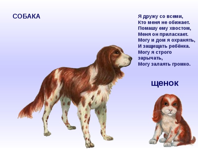   Я дружу со всеми,  Кто меня не обижает.  Помашу ему хвостом,  Меня он приласкает.  Могу и дом я охранять,  И защищать ребёнка.  Могу я строго зарычать,  Могу залаять громко. СОБАКА  щенок 