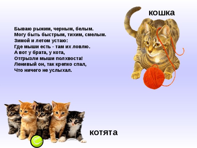 кошка  Бываю рыжим, черным, белым.  Могу быть быстрым, тихим, смелым.  Зимой и летом устаю:  Где мыши есть - там их ловлю.  A вот у брата, у кота,  Отгрызли мыши полхвоста!  Ленивый он, так крепко спал,  Что ничего не услыхал. котята 