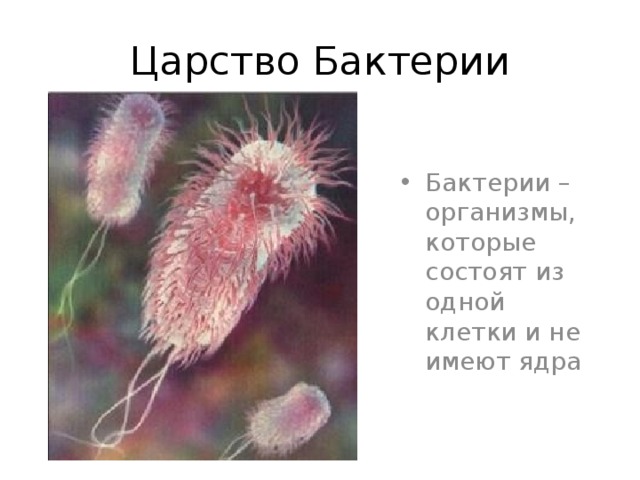 Царство Бактерии Бактерии – организмы, которые состоят из одной клетки и не имеют ядра 