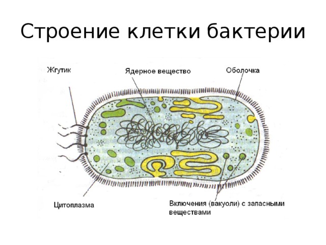 Строение клетки бактерии 