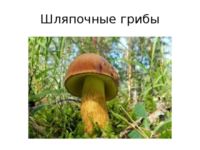 Шляпочные грибы 