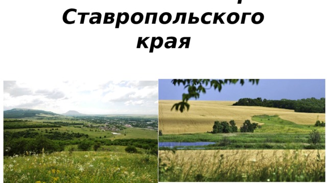 Животный мир Ставропольского края 