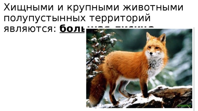 Хищными и крупными животными полупустынных территорий являются: большая лисица 