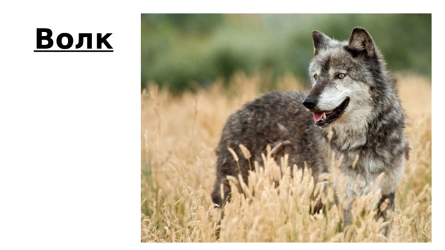 Волк 