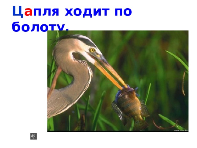 Ц а пля ходит по болоту, ц а 