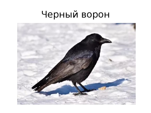 Черный ворон 