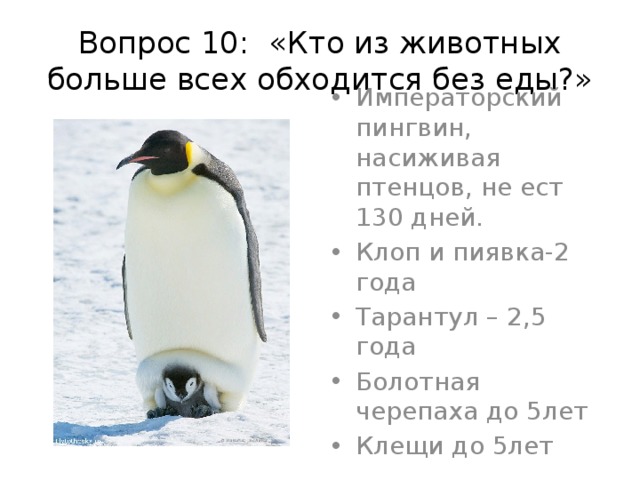 Вопрос 10: «Кто из животных больше всех обходится без еды?» Императорский пингвин, насиживая птенцов, не ест 130 дней. Клоп и пиявка-2 года Тарантул – 2,5 года Болотная черепаха до 5лет Клещи до 5лет 