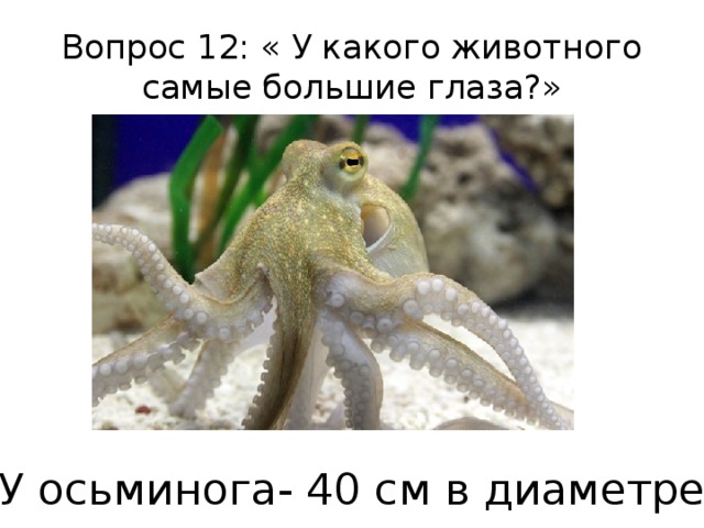 Вопрос 12: « У какого животного самые большие глаза?» У осьминога- 40 см в диаметре . 
