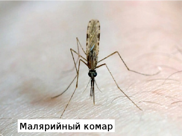 Вопрос 14: «Самое опасное для человека животное?» Малярийный комар 