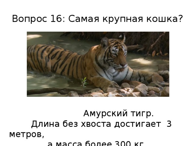 Вопрос 16: Самая крупная кошка?  Амурский тигр.  Длина без хвоста достигает 3 метров,  а масса более 300 кг. 