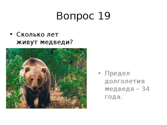 Вопрос 19 Сколько лет живут медведи? Предел долголетия медведя – 34 года. 