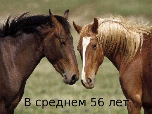 Вопрос 20: «Сколько лет живут лошади?» В среднем 56 лет 
