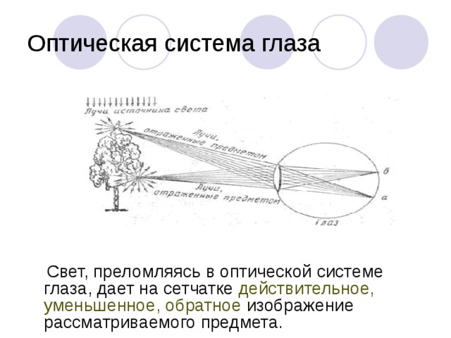 Какое изображение предмета дает оптическая система глаза. Оптическая система глаза даёт изображение предмета:. Оптическая система глаза.