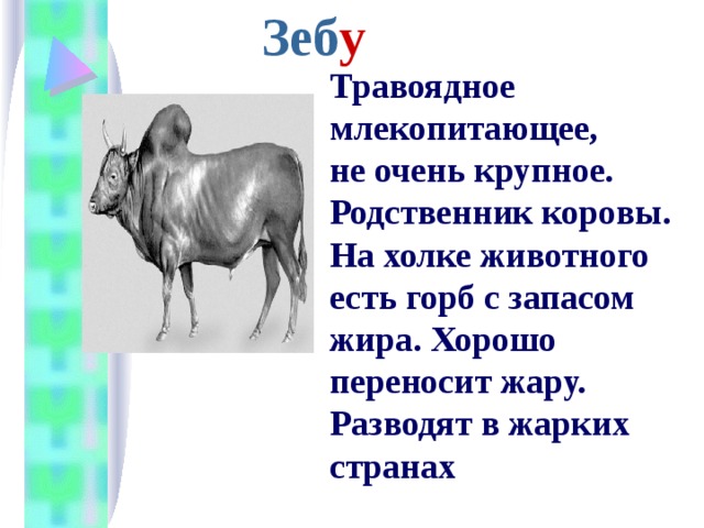 Зеб у Травоядное млекопитающее, не очень крупное. Родственник коровы. На холке животного есть горб с запасом жира. Хорошо переносит жару. Разводят в жарких странах 