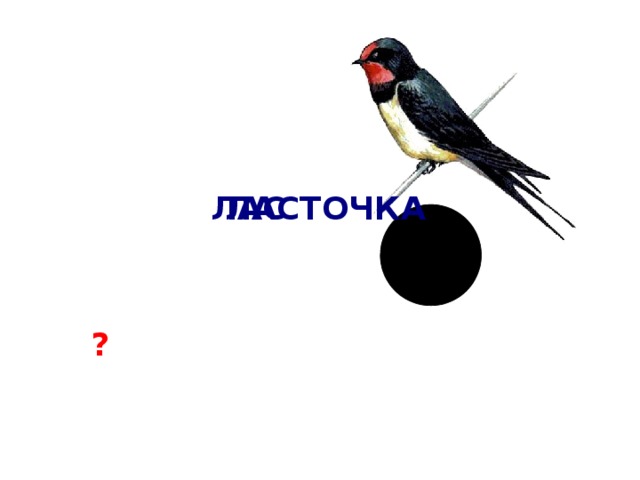 ЛАС ЛАСТОЧКА ? 