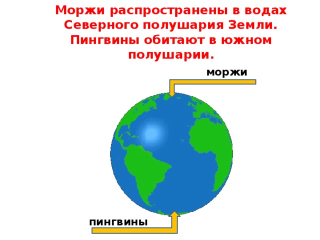 Моржи распространены в водах Северного полушария Земли.  Пингвины обитают в южном полушарии. моржи пингвины 