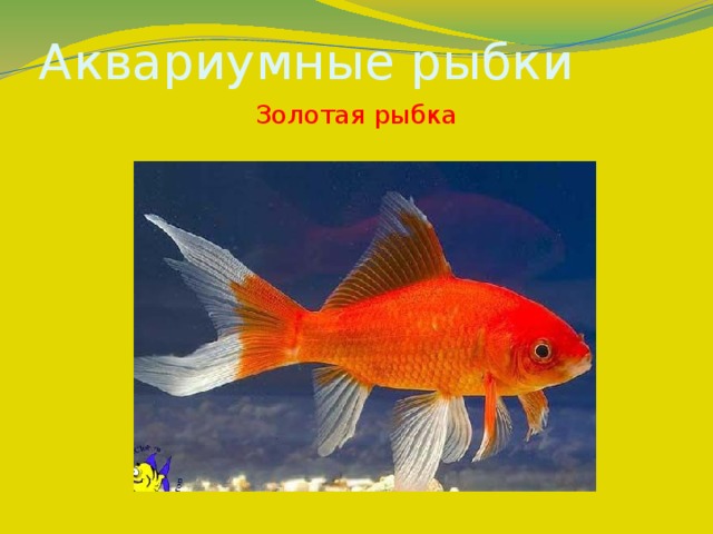 Аквариумные рыбки Золотая рыбка 