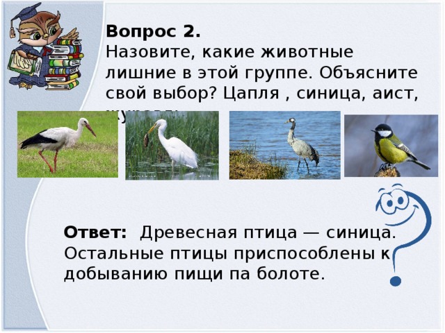 Вопрос 2. Назовите, какие животные лишние в этой группе. Объясните свой выбор? Цапля , синица, аист, журавль Ответ: Древесная птица — синица. Остальные птицы приспособлены к добыванию пищи па болоте.