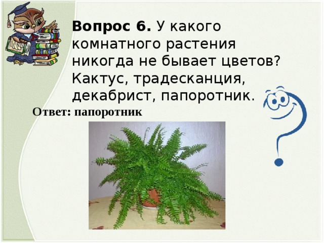 Вопрос 6. У какого комнатного растения никогда не бывает цветов? Кактус, традесканция, декабрист, папоротник.  Ответ: папоротник