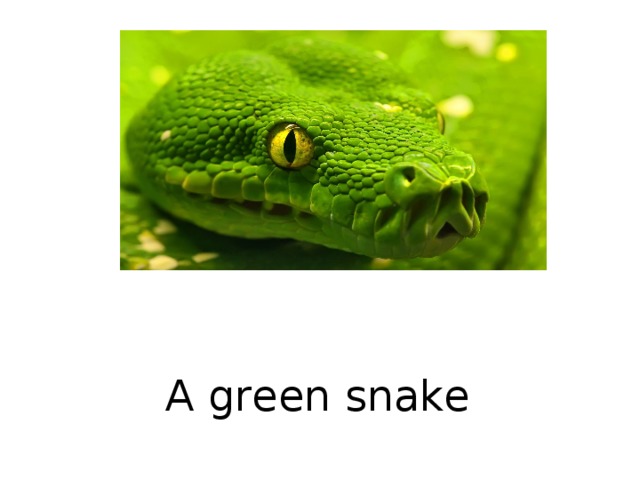 A green snake  