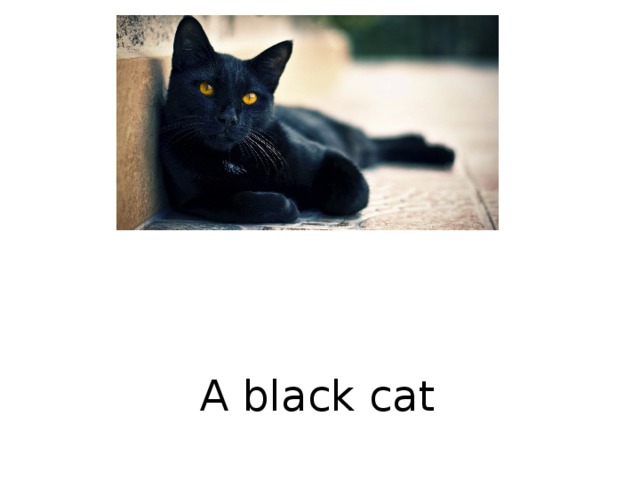 A black cat  