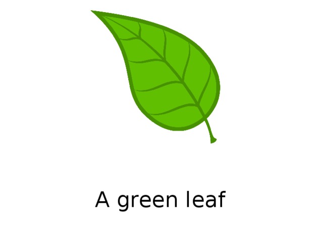 A green leaf  