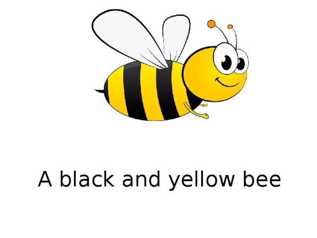 A black and yellow bee  
