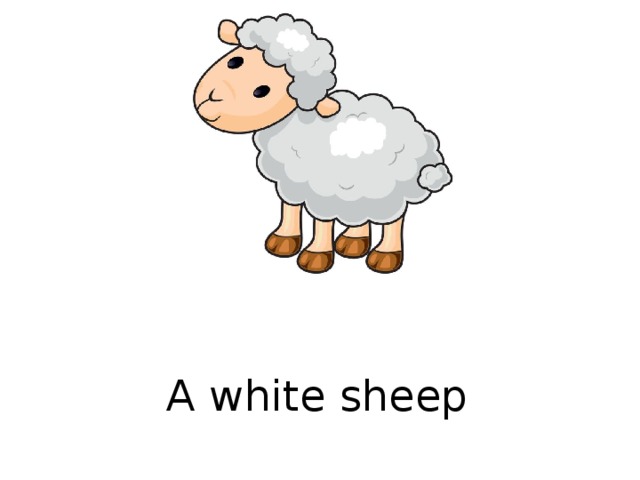 A white sheep  