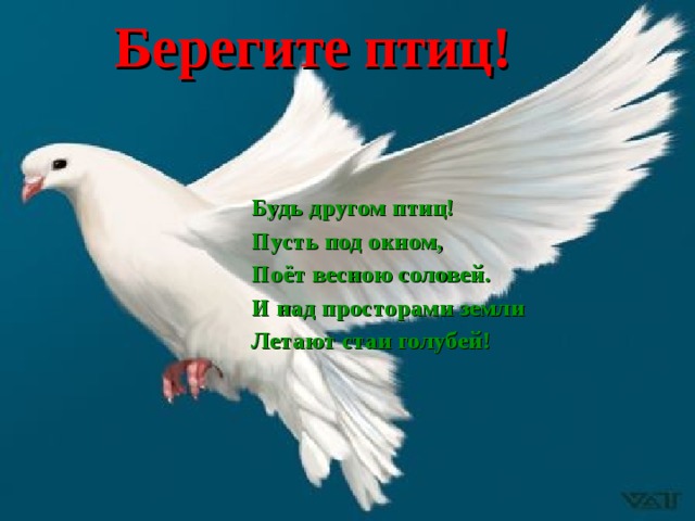Берегите птиц! Будь другом птиц! Пусть под окном, Поёт весною соловей. И над просторами земли Летают стаи голубей! 