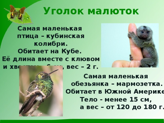  Уголок малюток Самая маленькая птица – кубинская колибри. Обитает на Кубе. Её длина вместе с клювом и хвостом - 6 см, вес – 2 г. Самая маленькая обезьянка – мармозетка. Обитает в Южной Америке. Тело - менее 15 см, а вес – от 120 до 180 г. 