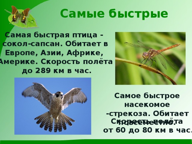 Самые быстрые Самая быстрая птица - cокол-сапсан. Обитает в Европе, Азии, Африке, Америке. Скорость полёта до 289 км в час. Самое быстрое насекомое -стрекоза. Обитает повсеместно. Скорость полёта от 60 до 80 км в час. 
