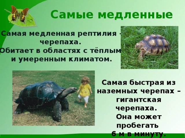 Самые медленные Самая медленная рептилия - черепаха. Обитает в областях с тёплым и умеренным климатом. Самая быстрая из наземных черепах – гигантская черепаха. Она может пробегать 6 м в минуту. 